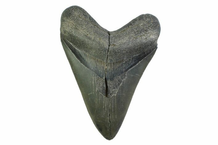 Fossil Megalodon Tooth From Georgia - Repaired #338671